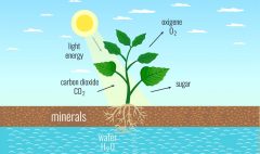 Life-Science-Grade-11-Photosynthesis-Practicals-Memo