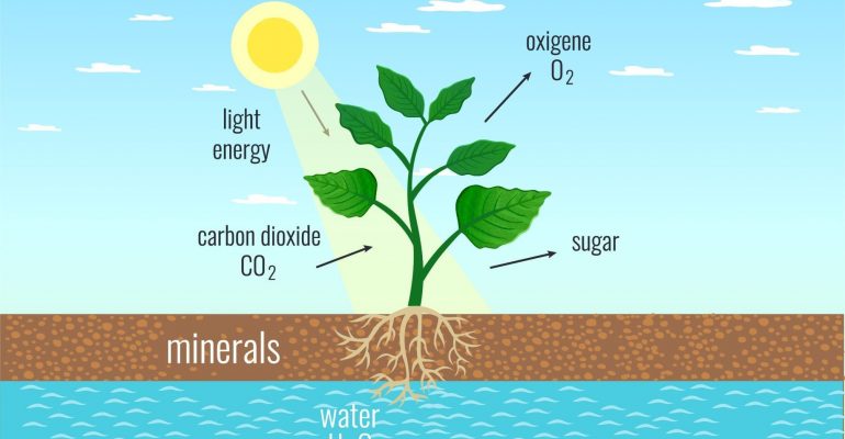 Life-Science-Grade-11-Photosynthesis-Practicals-Memo