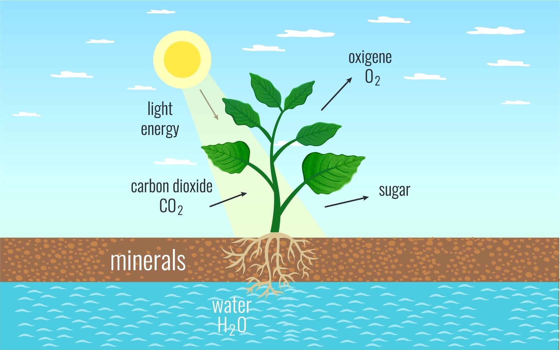 life science grade 11 assignment term 2 photosynthesis