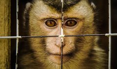 Ethical guidelines for animal research in Psychology