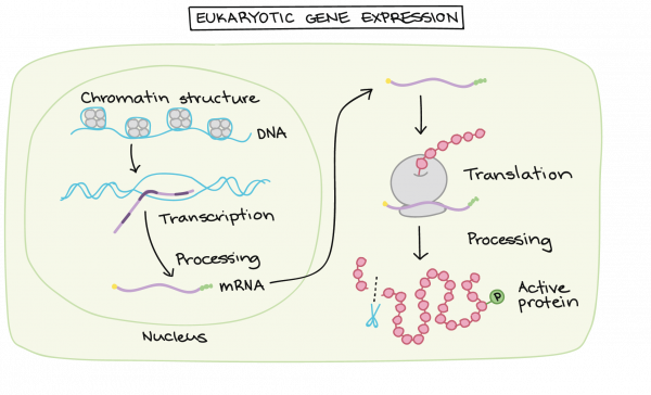 gene-expression-bartleby